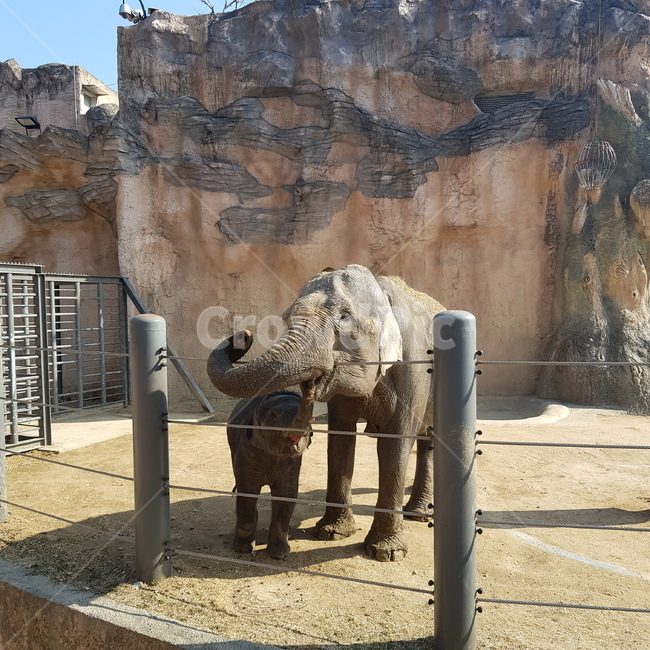 코끼리,동물원,아기코끼리,가족,동물,코끼리가족,동물,animal,포유류,mammal