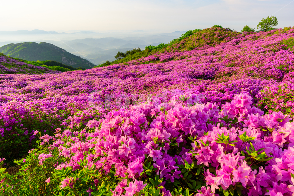황매산,경남관광,합천군,산청군,철쭉제,봄,분홍물결,산상화원,일출,자연,풍경,nature,landscape,plant,식물
