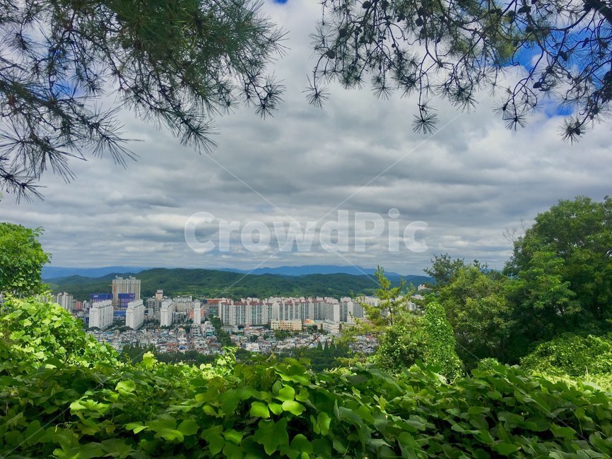 여름,나무,아파트,산,초록,자연