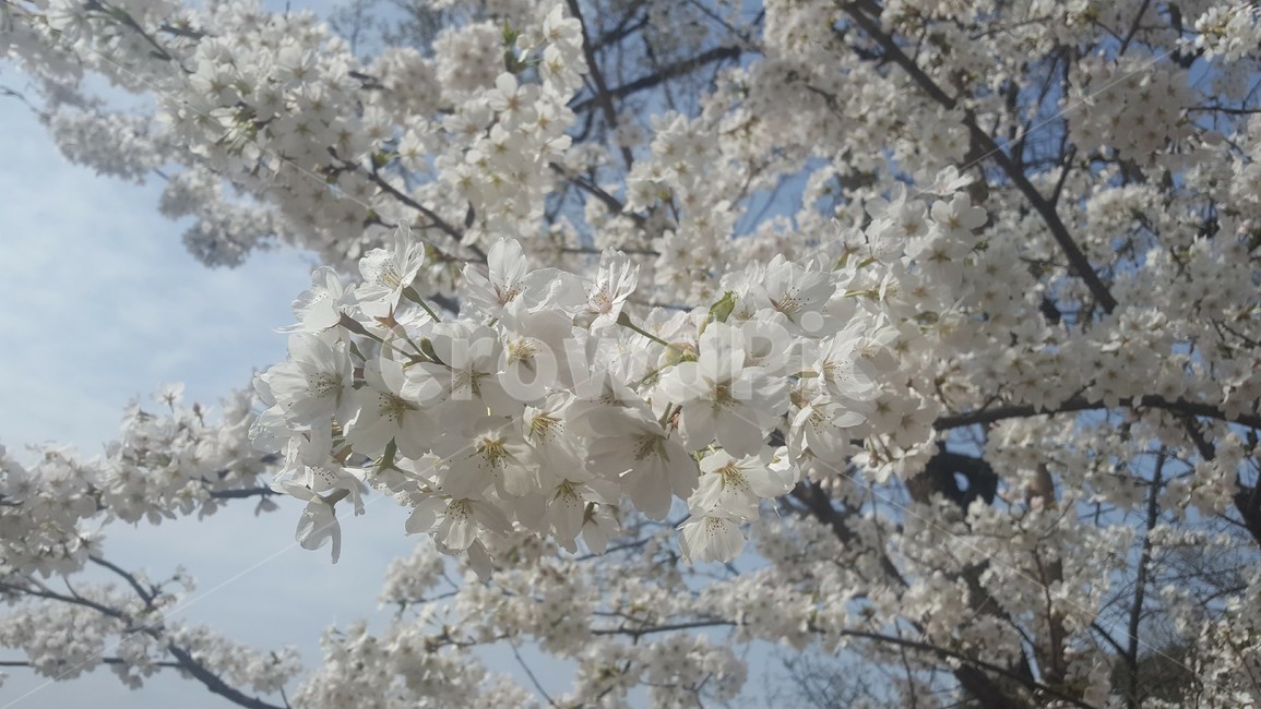 벚꽃,봄,cherryblossom,벚꽃나무,벚꽃구경,봄,계절,spring,season,식물,자연,plants,nature,꽃,flower,plant,blossom,cherry blossom