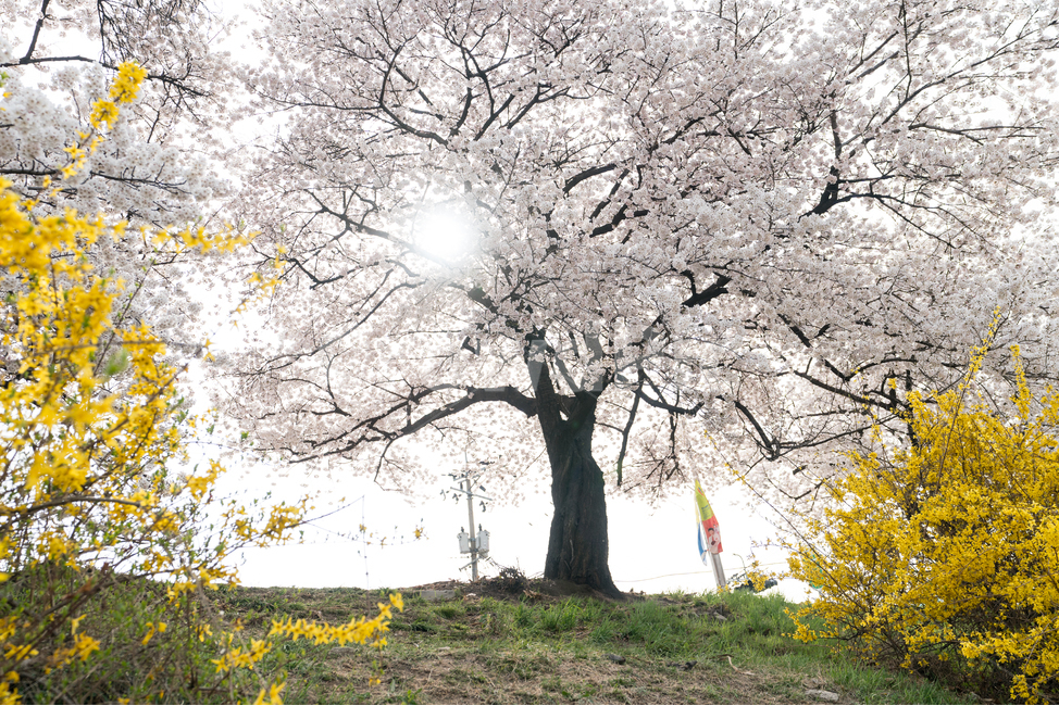 벚꽃,봄꽃,사쿠라,봄,spring,꽃,cherryblosso,계절,식물,자연,개나리,공존