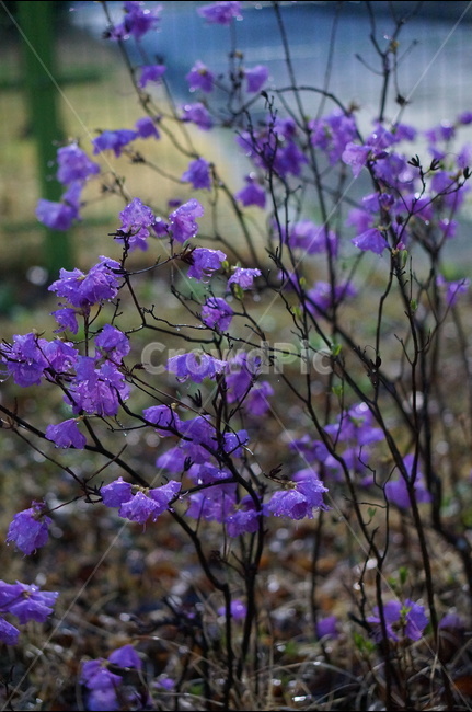 진달래,봄,핑크,야경,비,봄,계절,spring,season,식물,자연,plants,nature,꽃,flower,비,비오는날,rain,rainy,plant,geranium,제라늄,blossom