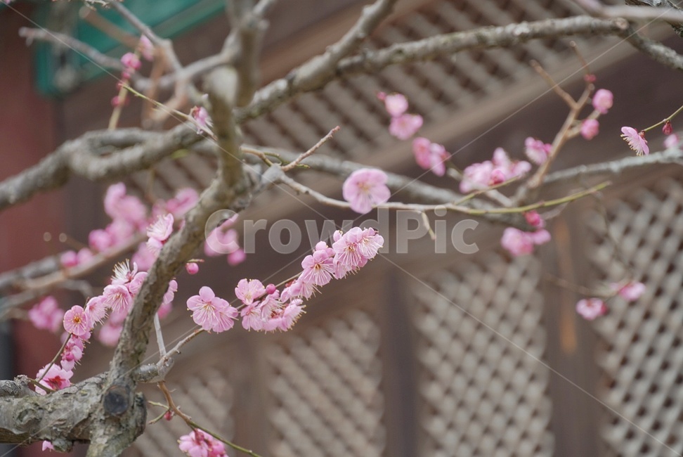 홍매화,매화,꽃,나무,봄,식물,자연,plants,nature,꽃,flower