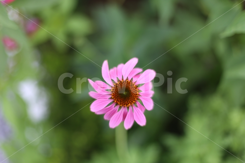 꽃,자연,꽃사진,꽃잎,꽃술,핑크색꽃,식물,자연,plants,nature,꽃,flower