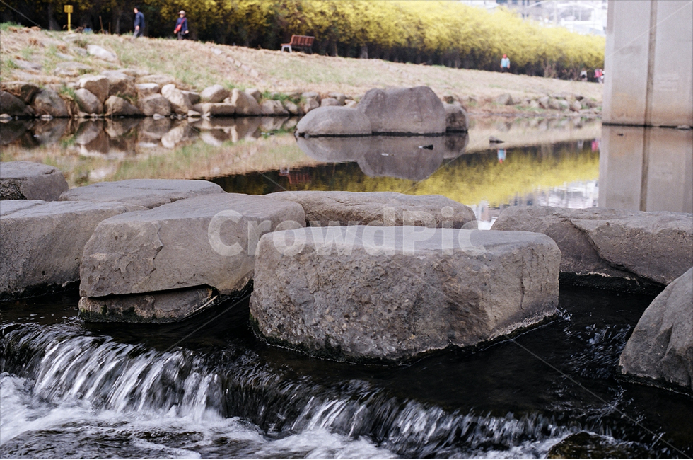 봄,홍제천,개나리,감성,필름,필름카메라,봄,계절,spring,season,자연,풍경,nature,landscape,water,물,outdoors,옥외