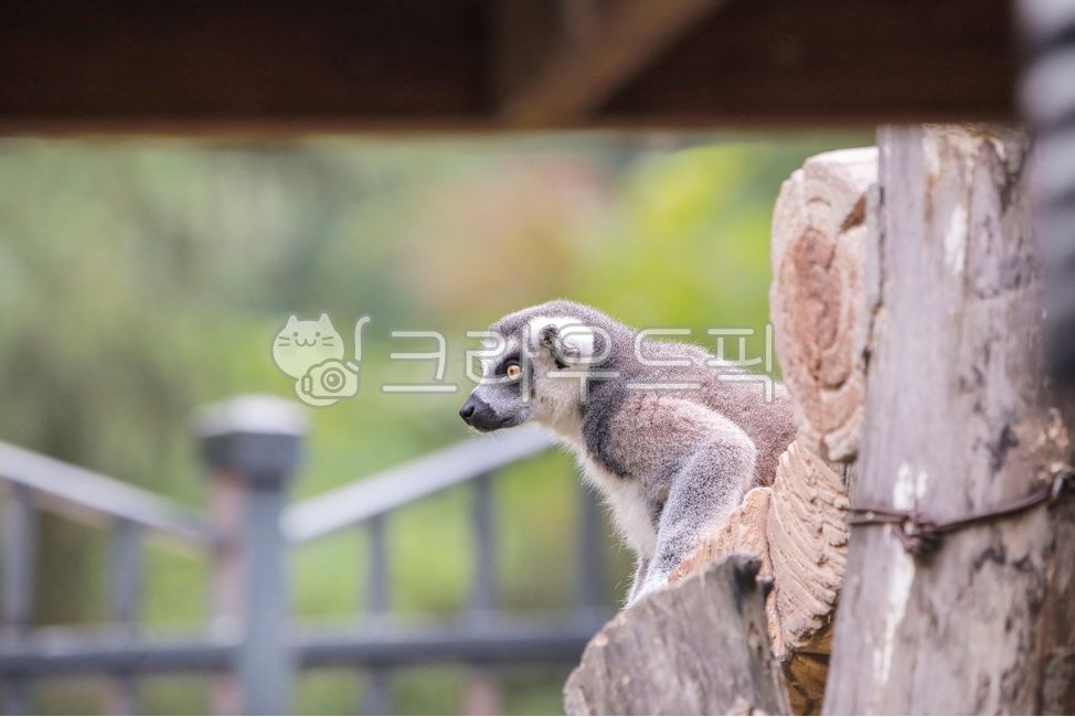 monkey,animal,Ringtailed tree monkey,wild animals