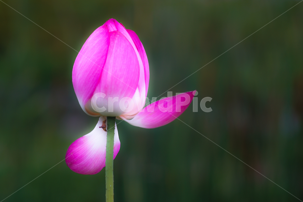 꽃,연,연꽃,수생,식물,연밭,식물,자연,plants,nature,꽃,flower