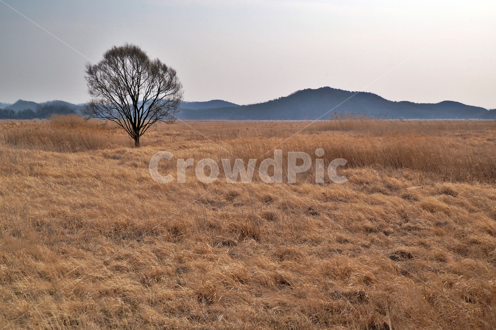Ueumdo,Sihwa Seawall,outcast tree,reclaimed land,Sihwa Lake,Hwaseong City,grassland,reed field