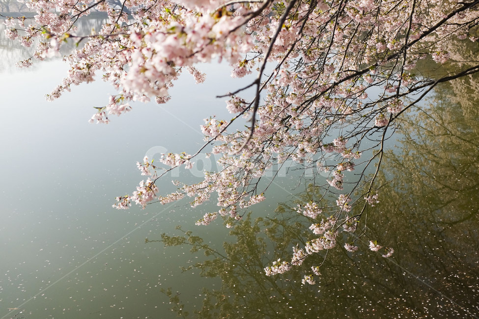 벚꽃,4월,봄,계절,풍경,spring,cherryblossom,season,flower,aprile,landscape,감성
