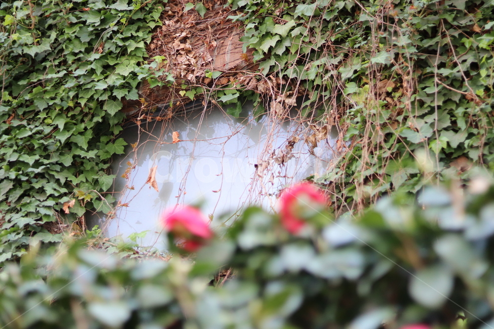 plant,식물,덩굴,vine,벽