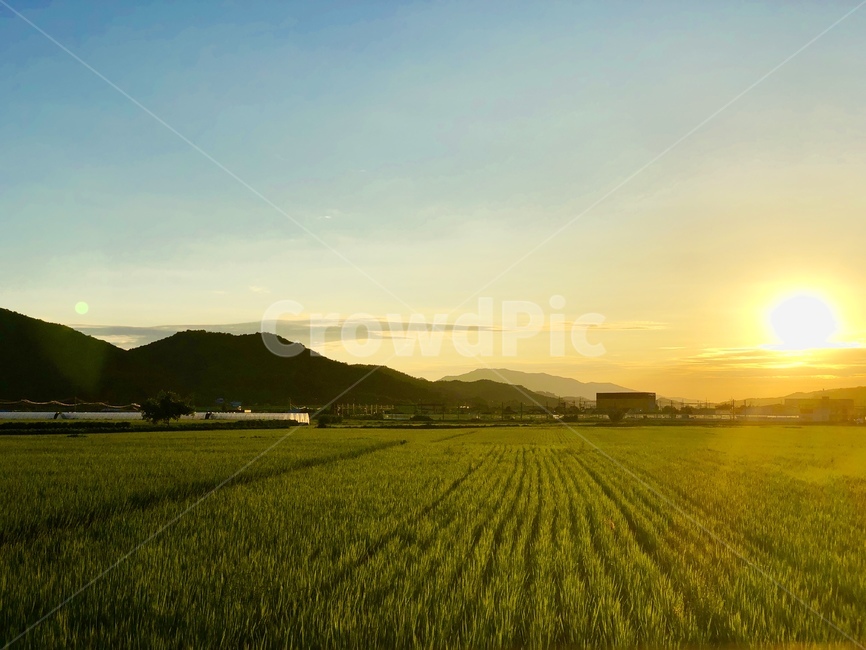 들판,노을,밭,자연,저녁,해,햇빛,시골,풍경,자연,풍경,nature,landscape,field,들,outdoors,옥외,grassland,목초지