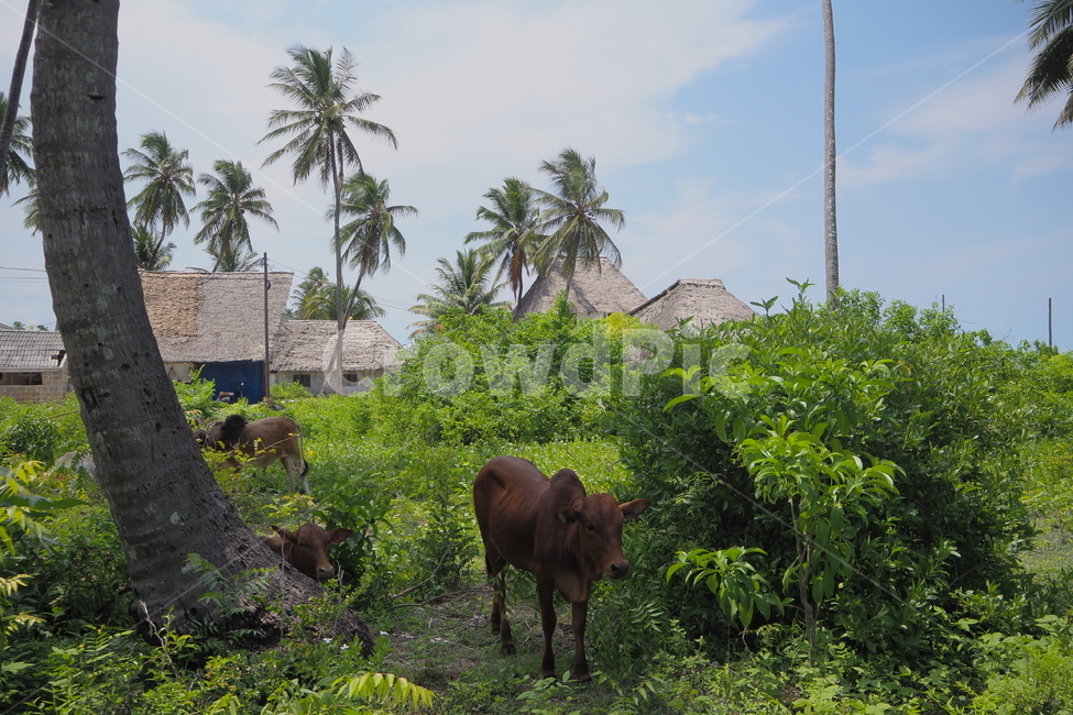 탄자니아,tanzania,zanzibar,잔지바르,잔지바르섬,jambiani,잠비아니,아프리카,africa,야자수,소,cow,자연,시골,countryside,nature,시골,마을,풍경,landscape,country,rural,town,해외,외국,세계,foreign,oversea,world,동물,animal,포유류,mammal