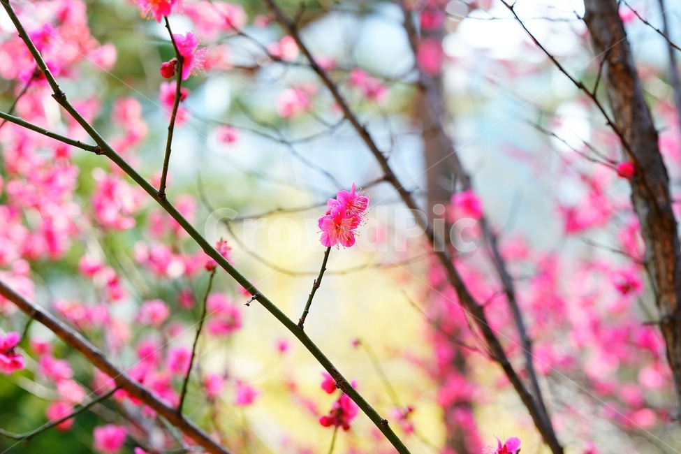 apricotflower,매화꽃,홍매화,plant,식물,flower,꽃,blossom,petal,꽃잎