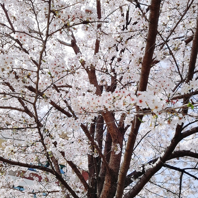 봄,벚꽃,나무,4월,꽃,봄,계절,spring,season,식물,자연,plants,nature,꽃,flower,나무,trees,wood,plant