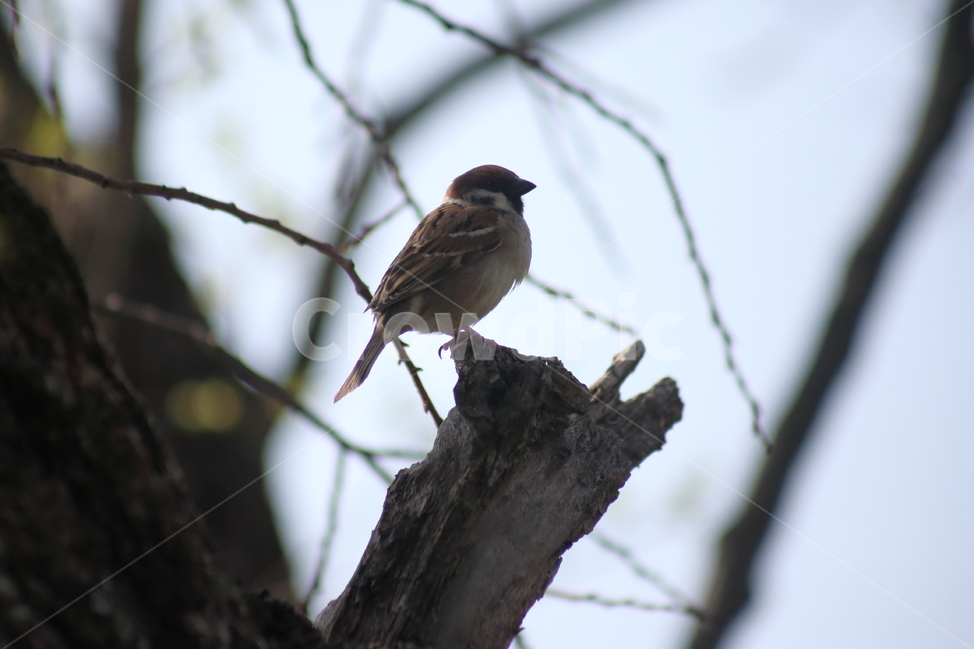 bird,새,동물,참새,sparrow