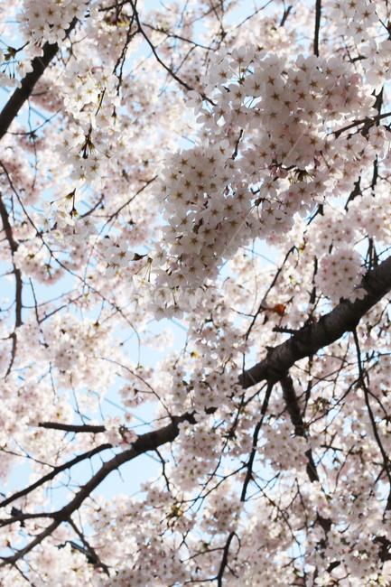 벚꽃,사쿠라,cherryblossom,봄,꽃,봄꽃,자연,봄,계절,spring,season,식물,자연,plants,nature,꽃,flower,plant,blossom