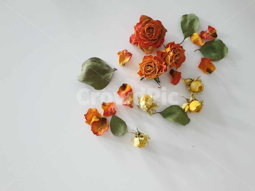 드라이플라워,꽃,말린꽃,플라워,장미,blossom,식물,rose,flower,plant