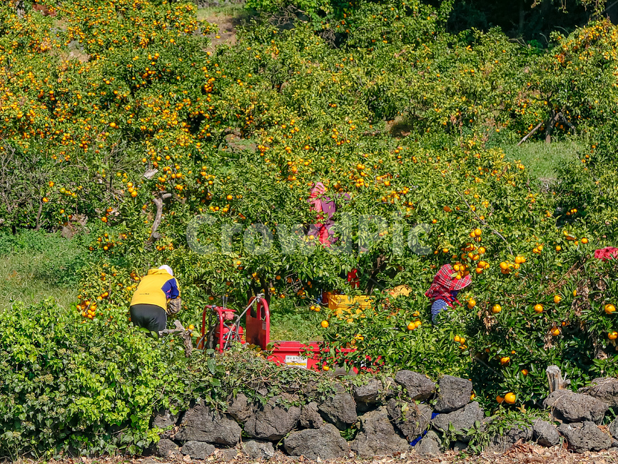 tangerine,감귤,귤,수확,harvest,harvesting,argriculture,농사,제주,제주감귤,jeju,농업,농사,agriculture,farming,farming industry