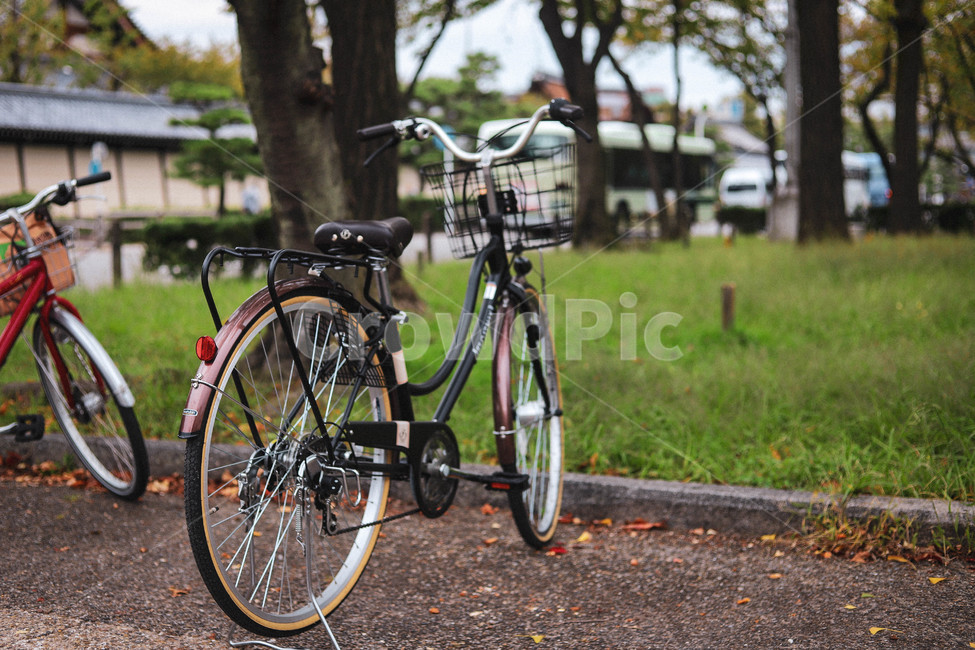 공원,주차장,한가로운,바퀴,자전거,교통,기계,bike,vehicle,transportation,bicycle,나무