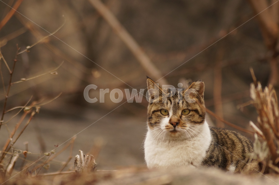 고양이,길냥이,캣,동물,cat,animal,동물,animal,포유류,mammal,고양이,cat,kitten,kitty