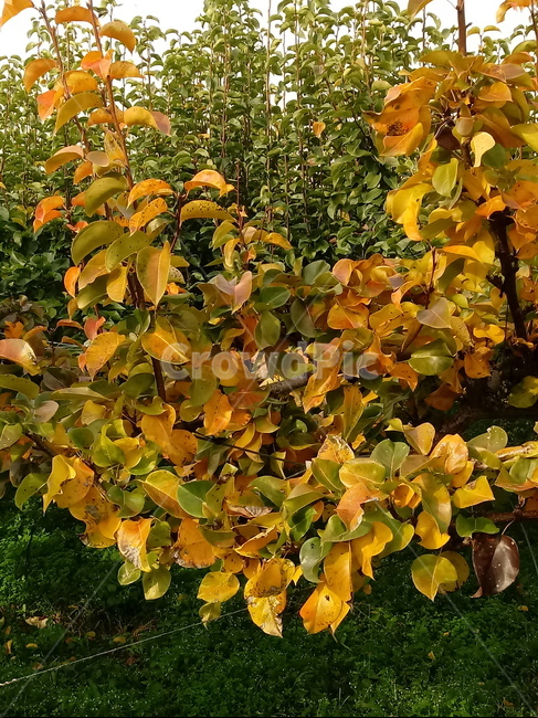 가을,가을서정,감성,낭만,plant,낙엽,단풍,leaves,나뭇잎,식물,자연,maple,fallautumnseason,옥외,outdoors,배나무