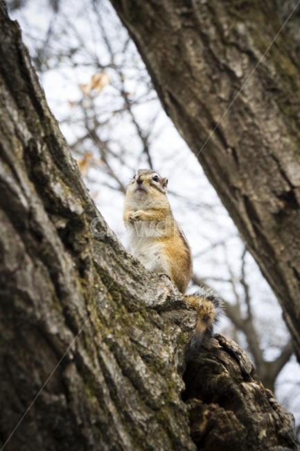 동물,다람쥐,포유류,animal,자연,mammal,nature,squirrel,야생동물,야생,cute,tree,나무,동물,animal,포유류,mammal