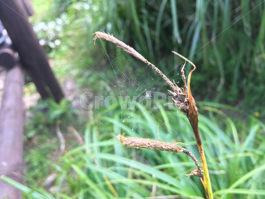 grass,잔디,식물,plant,거미,flower,spider,web,거미줄,자연