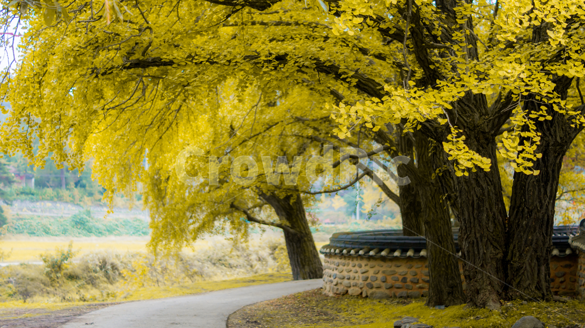 은행나무,은행,단풍,나무,식물,풍경,가을,계절,노랑,은행잎,tree,plant,ginkgonut,landscape,fall,leaf,season,autumn,공원,낙엽,담벼락,길,도로,산책로,가을,계절,fall,autumn,season,tree trunk,나무 줄기