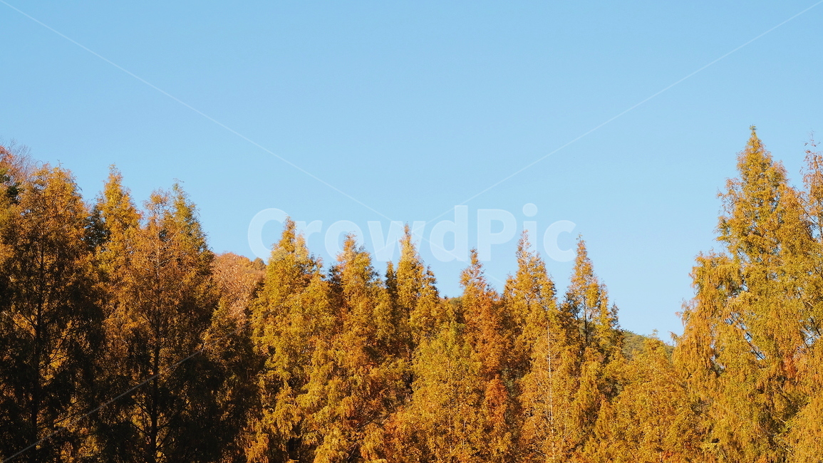 나무,자연,풍경,가을,단풍,가을,계절,fall,autumn,season,자연,풍경,nature,landscape,tree,plant,식물,conifer,구과 식물