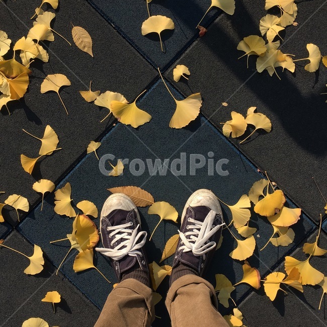 은행잎,낭만,감성,가을,사색,가을,계절,fall,autumn,season,leaf,잎,plant,식물