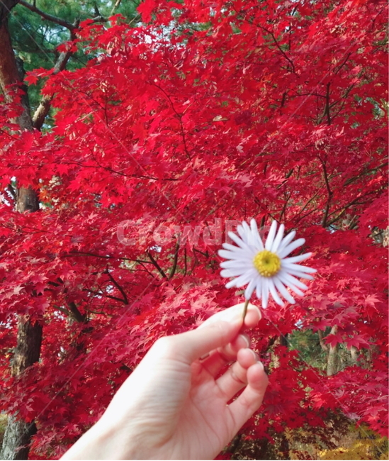 plant,식물,leaf,잎,person,사람,tree,인간,human,단풍,나무,꽃길,꽃밭,코스모스,손