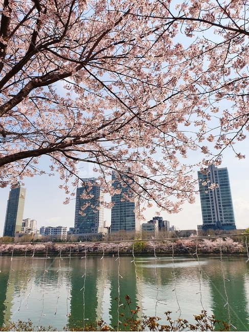 벚꽃,봄,계절,꽃,석촌호수,cherryblossoms,flowers,spring