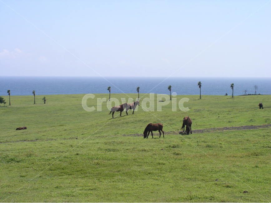 목장,말목장,말,초원의말,초원,제주도목장,JejuIslandscenery,Jejucoast,JejuIslandnature,산업,industry,industrial,목축업,목장,livestock farming,ranching,pasture