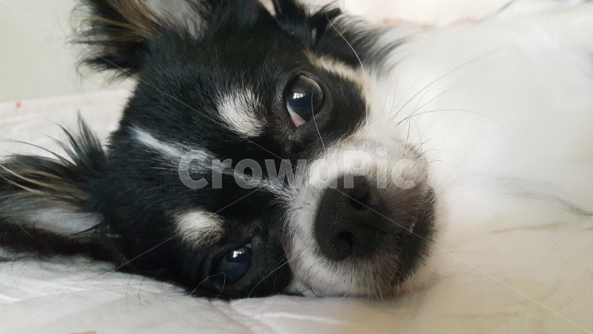 동물,개,강아지,장모치와와,잠,깸,깨다,누움,눕다,눈,animal,dog,puppy,chihuahua,sleep,wakeup,eyes,eye,lie,liedown,down,pet,동물,animal,포유류,mammal,개,강아지,dog,doggy