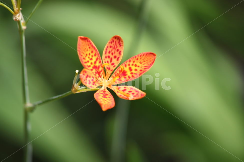 범부채,꽃,범부채꽃,붓꽃과,blackberrylily