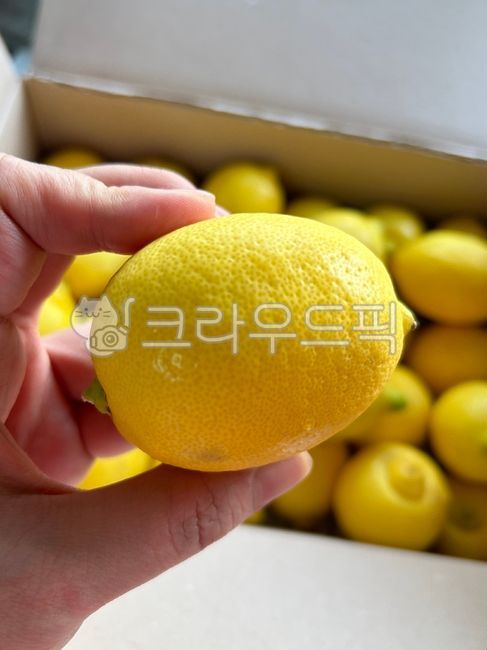 citrusfruit,주황색,레몬,orange,감귤류과일,과일,음식,노랑,노란색,상큼,상큼한,background,food,summer,nature,wood,leaf,health,fruit,box,green,leaves,color,lemon,tropical,healthy,colorful,healthyfood,diet,juice,natural,organic,nutrition,yellow,gourmet,vitamin,wooden,ingredient,harvest,sour,ripe,lemons,exotic,crate,raw,rustic,citrus,above,bright,closeup,fresh,freshness,group,juicy,lemonfruits,many,tasty,top,vegan,vegetarian,view,박스,상자,손,한개