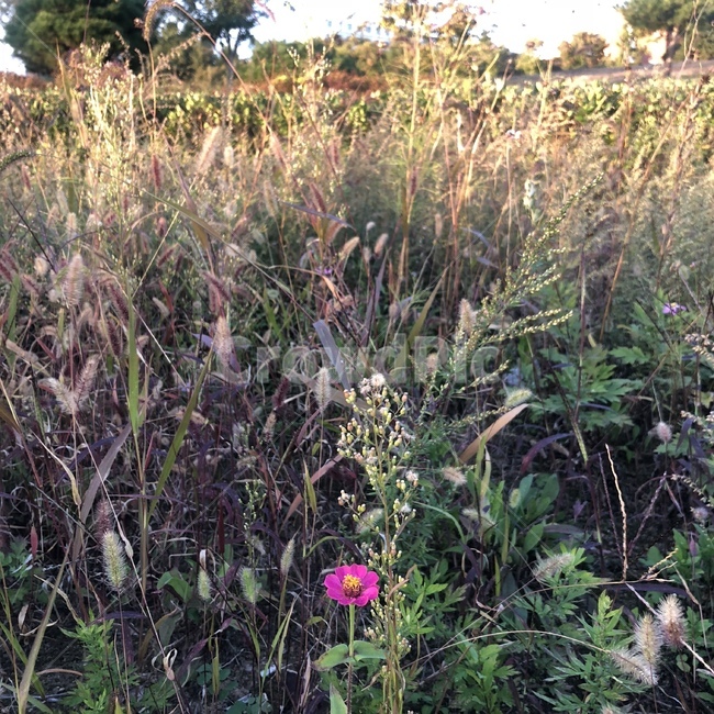 plant,식물,grass,잔디,flower,꽃,가을,풀,갈대,식물,자연,plants,nature,꽃,flower