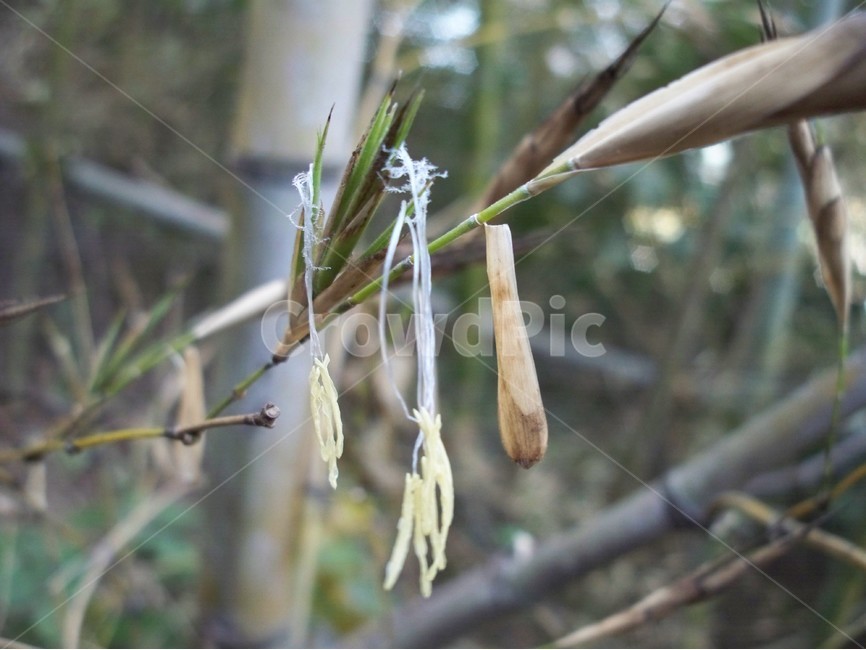 대나무,대나무꽃,꽃,자연,flower,식물,자연,plants,nature