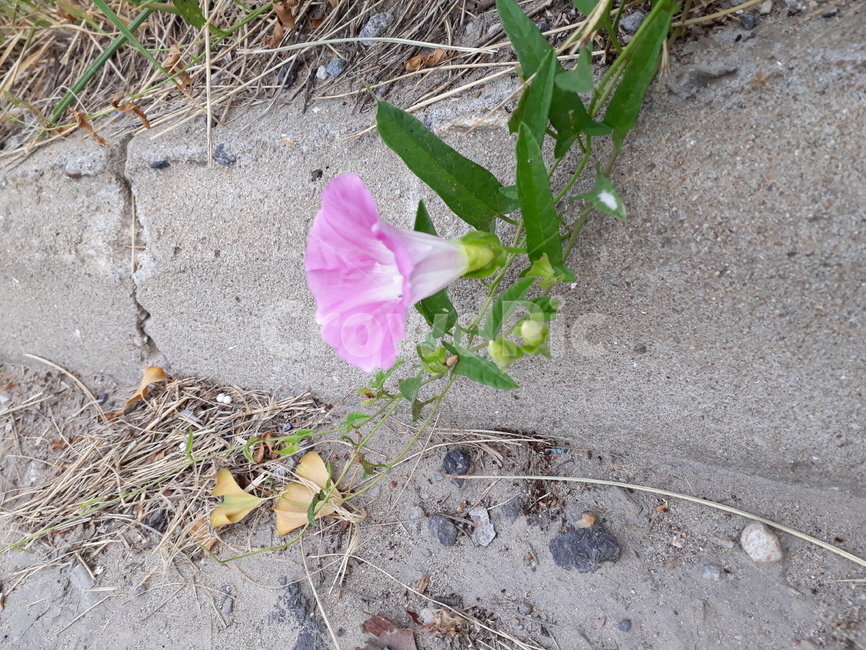 나팔꽃,식물,꽃,분홍색,길가에핀꽃,초록색,morningglory