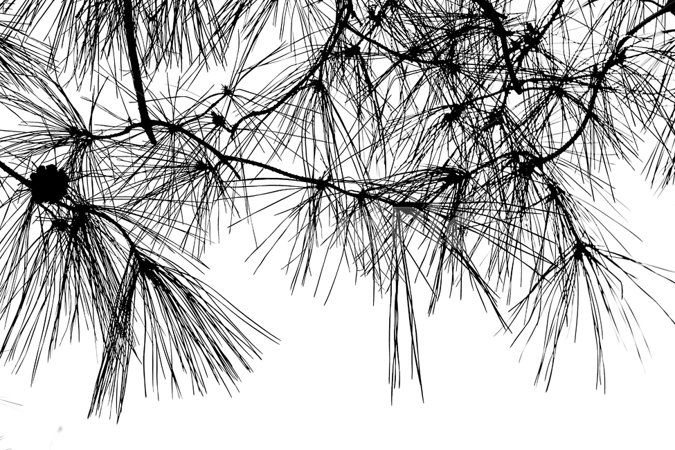 소나무,솔잎,빛,하늘,자연,배경,식물,자연,plants,nature,실루엣,그림자,silhouette,shadow