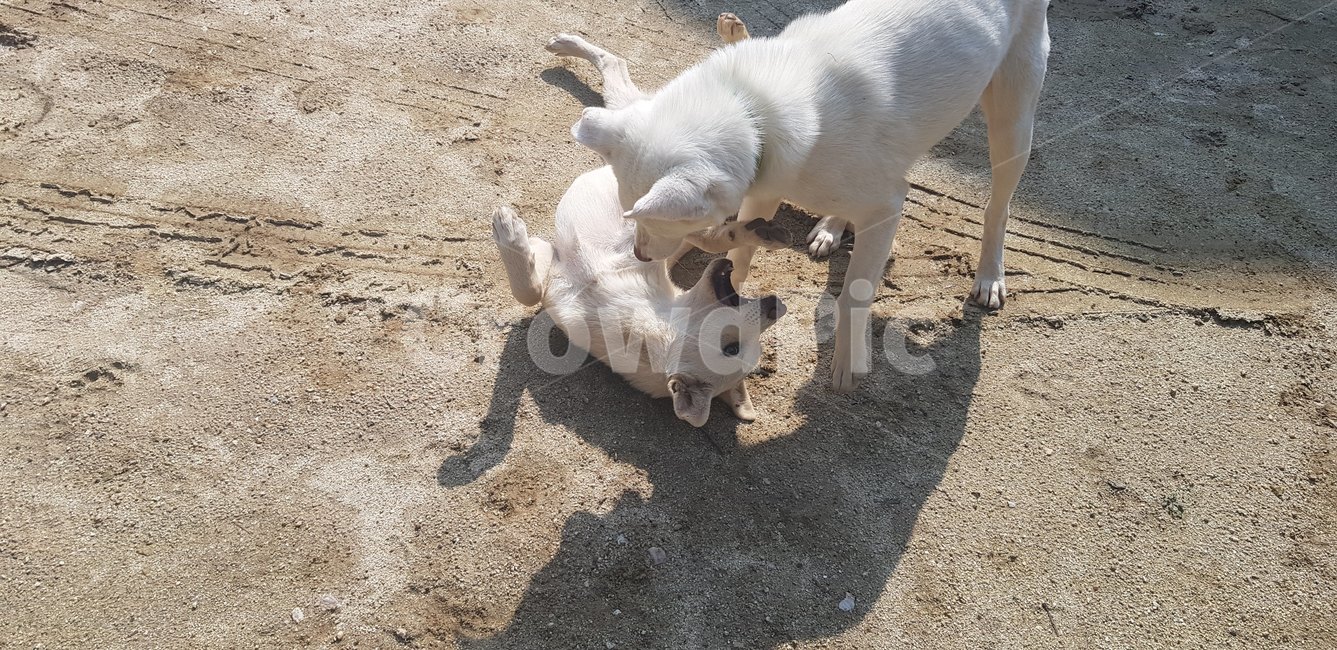 동물,강아지,반려견,자유로운,귀여운,개,강아지,dog,doggy