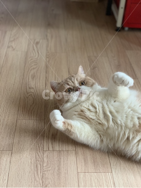 고양이,동물,솜방망이,브리티쉬숏헤어,젤리,털