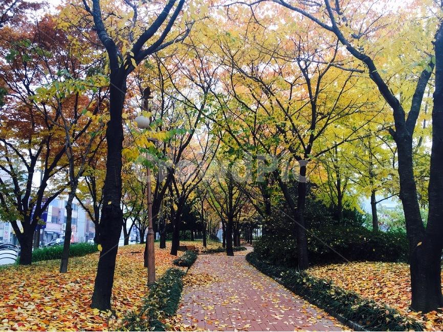 가을,autumn,fall,자연,nature,단풍,길,단풍나무,식물,자연,plants,nature,나무,trees,wood