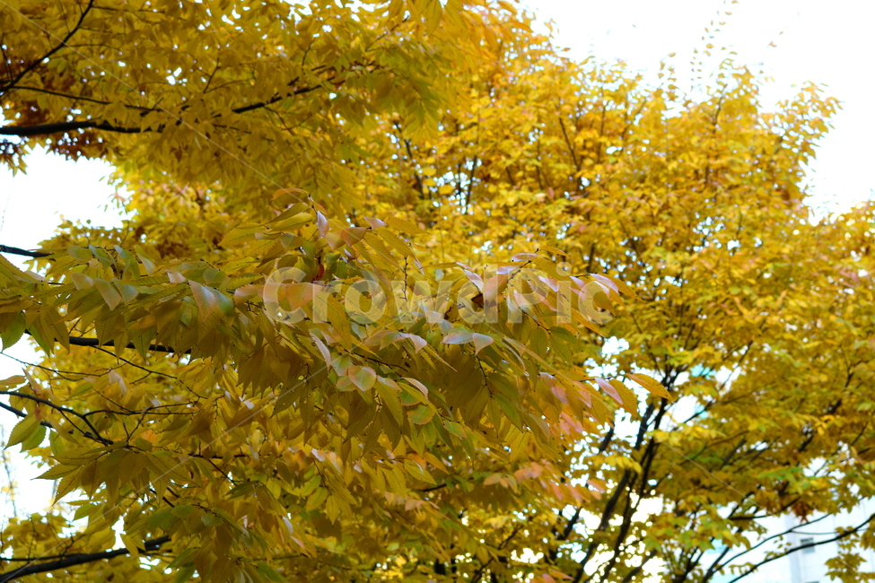 단풍,나무,단풍나무,느티나무,가을,자연,풍경,가을,계절,fall,autumn,season,식물,자연,plants,nature,나무,trees,wood,tree,plant,leaf,잎,maple