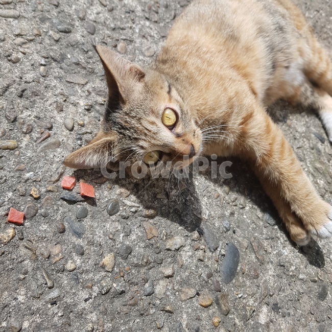 고양이,cat,play,baby,아기,노랑,cute,animal