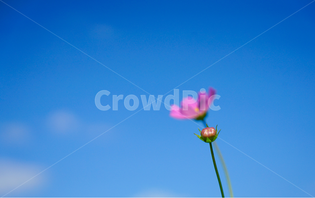 가을,꽃,야생,코스모스,식물,자연,가을,계절,fall,autumn,season,식물,자연,plants,nature,꽃,flower,plant