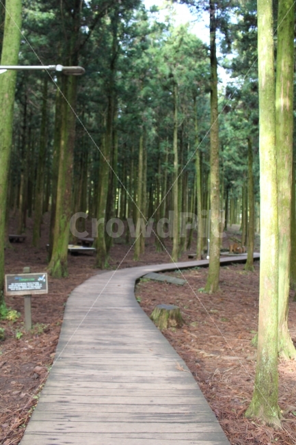 길,제주도,편백,직진,숲,자연,풍경,nature,landscape,building,건물,boardwalk,산책로,bridge,다리