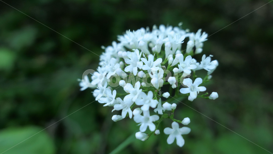 꽃,flower,봄,초원,야생화,하늘,들꽃,들판,흰꽃,파란하늘,하얀꽃,파란꽃,붉은꽃,녹색,그린,green,whiteflower,bluesky,sky,blueflower,field,purple,꽃들,조지아,wildflower,식물,자연,plants,nature,꽃,flower
