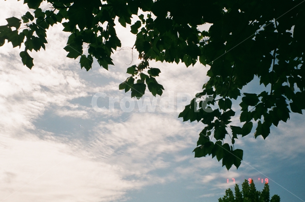 plant,식물,leaf,잎,tree,나무,구름,하늘,자연,풍경,nature,sky,cloud,film,필름카메라,자연,풍경,nature,landscape