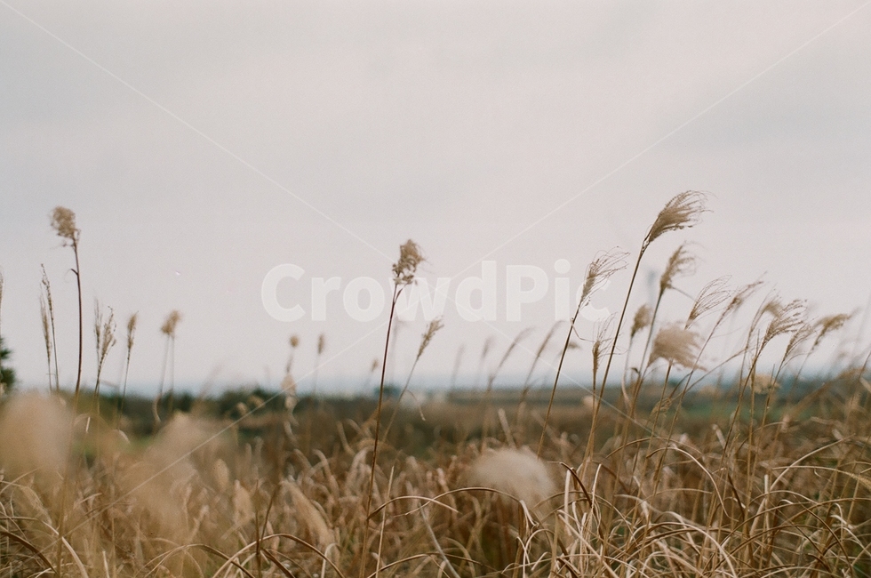 억새,가을,갈대,자연,바람,필름사진,감성,쓸쓸함,조용함,filmphotography,가을풍경,nature,autumn,흐림